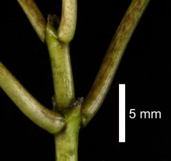 Image: D. Glenny, J. Cruickshank © Landcare Research 2014 